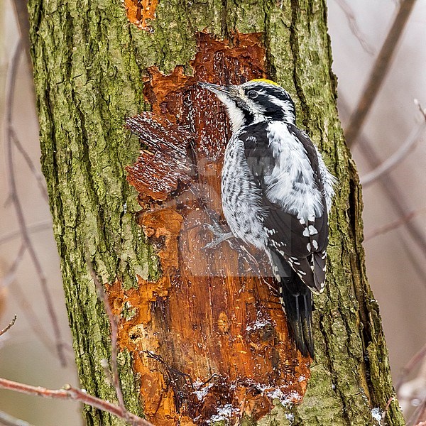 Male adult Eurasian Three-toed Woodpecker eating on a tree near Espoo, Finland. February 2013. stock-image by Agami/Vincent Legrand,