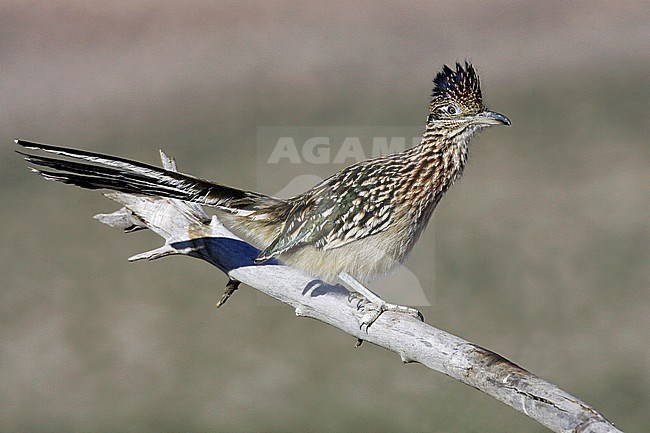 Adult
Kern Co., CA
November 2005 stock-image by Agami/Brian E Small,