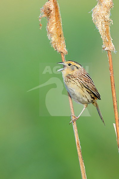 Adult LeConte's Sparrow, Ammospiza leconteii
St. Louis Co., MN stock-image by Agami/Brian E Small,