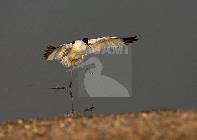 Pied Avocet flying; Kluut vliegend stock-image by Agami/Marc Guyt,