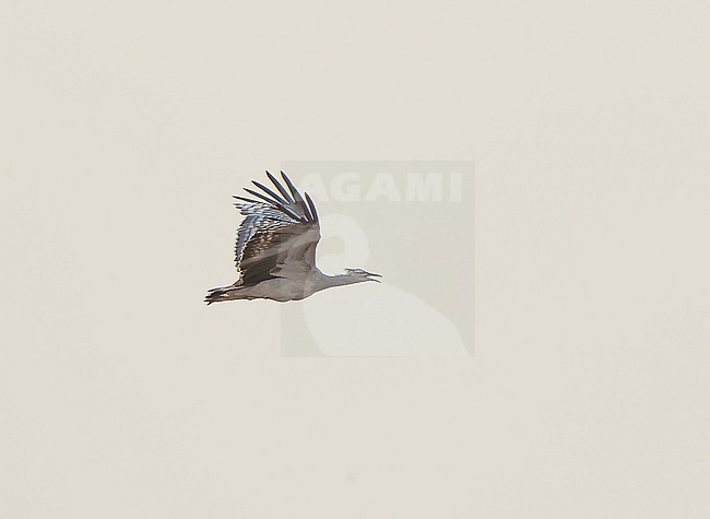 Arabian Bustard, Ardeotis arabs, in flight. stock-image by Agami/Dani Lopez-Velasco,