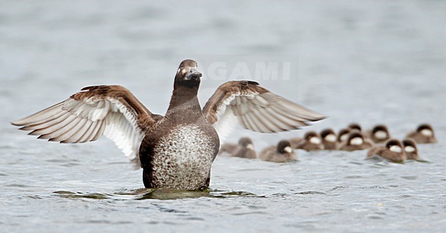 Vrouwtje Grote Zee-eend met jongen; Female Velvet Scoter with young stock-image by Agami/Markus Varesvuo,