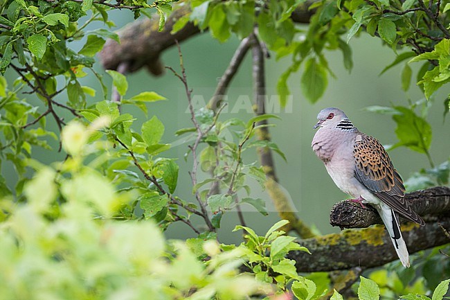 Turtle Dove - Turteltaube - Streptopelia turtur ssp. turtur, Germany (Baden-Württemberg), adult stock-image by Agami/Ralph Martin,