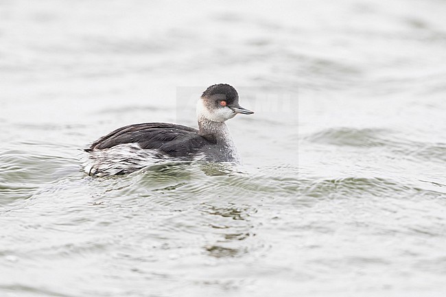 A female Black-necked Grebe (Podiceps nigricollis) in winter plumage at axios delta in Greece stock-image by Agami/Mathias Putze,
