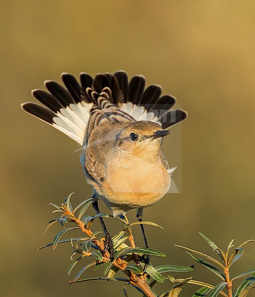 First winter Isabelline Wheatear, Oenanthe isabelline) in Berkheide, a coastal national reserve south of Katwijk, Netherlands. A rare vagrant to the Netherlands and the first record for Katwijk. stock-image by Agami/Marc Guyt,
