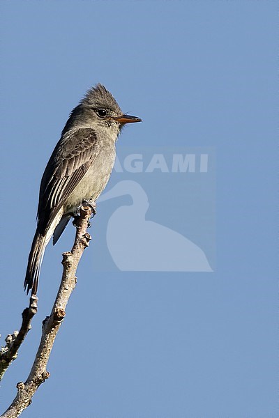 Dark Pewee (Contopus lugubris) perched on an exposed branch in canopy of a rainforest in Panama. Endemic to the Talamancan montane forests of Costa Rica and western Panama. stock-image by Agami/Dubi Shapiro,
