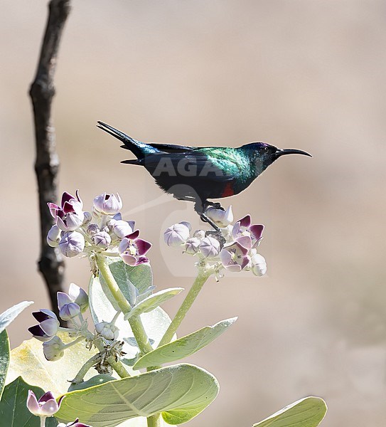Arabian Sunbird (Cinnyris hellmayri) male foraging in Oman stock-image by Agami/Roy de Haas,