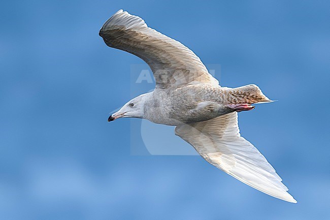 Grote Burgemeester, Glaucous Gull, Larus hyperboreus stock-image by Agami/Daniele Occhiato,