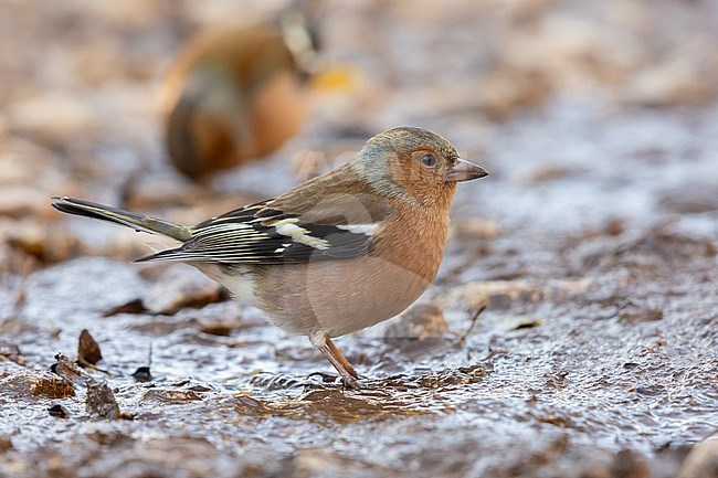 Common Chaffinch (Fringilla coelebs), side view of a male standing on the ground, Campania, Italy stock-image by Agami/Saverio Gatto,