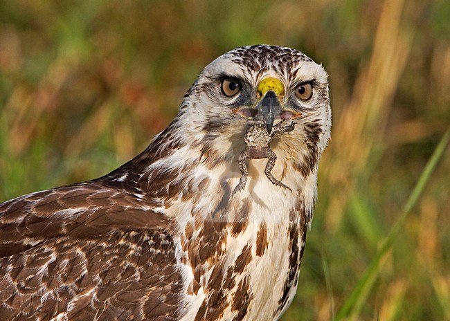 Buizerd met een Gewone Pad; Common Buzzard with a Common Toad stock-image by Agami/Rob Olivier,