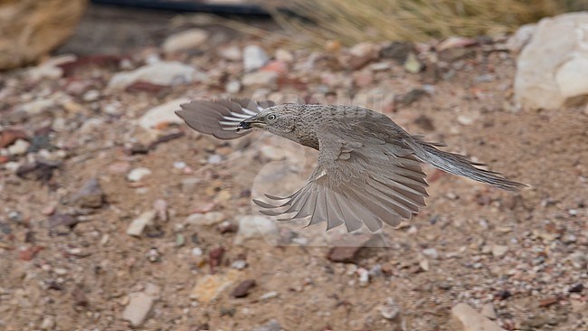 Side view of an adult Arabian Babbler (Argya squamiceps) in flight. Flying close to the ground. Israel, Asia stock-image by Agami/Markku Rantala,