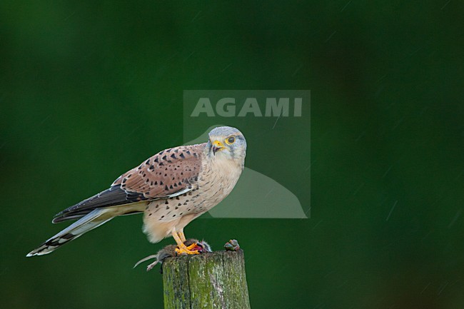 Torenvalk mannetje zittend met prooi; Common Kestrel male perched with prey stock-image by Agami/Menno van Duijn,