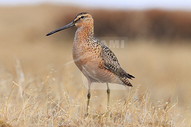 Long-billed Dowitcher (Limnodromus scolopaceus) taken the 15/06/2022 at Barrow - Alaska. stock-image by Agami/Nicolas Bastide,