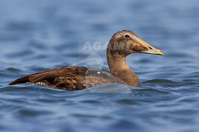 Jong mannetje Eider; Young male Common Eider stock-image by Agami/Daniele Occhiato,