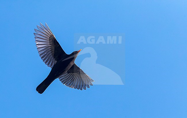 Common Blackbird, Turdus merula, in flight in Katwijk, Netherlands. Male flying overhead. stock-image by Agami/Marc Guyt,