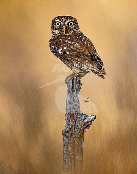 Little Owl (Athene noctua) in Italy. stock-image by Agami/Daniele Occhiato,