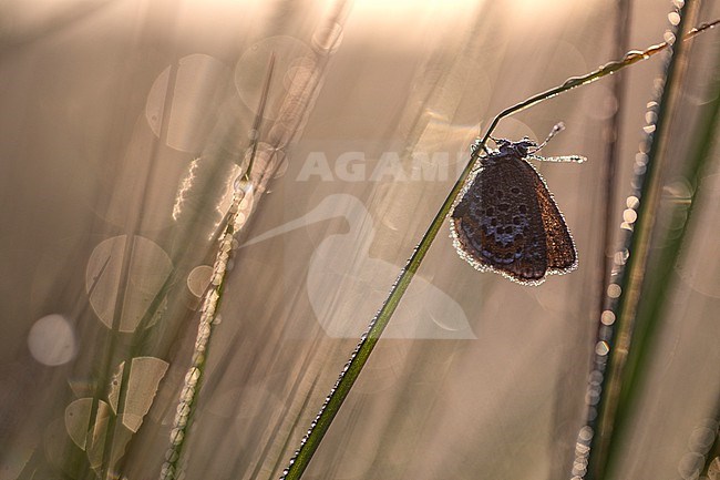 Female Silver-studded Blue stock-image by Agami/Wil Leurs,