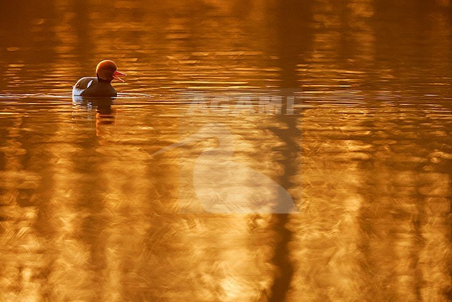 red-crested pochard in Spring stock-image by Agami/Chris van Rijswijk,