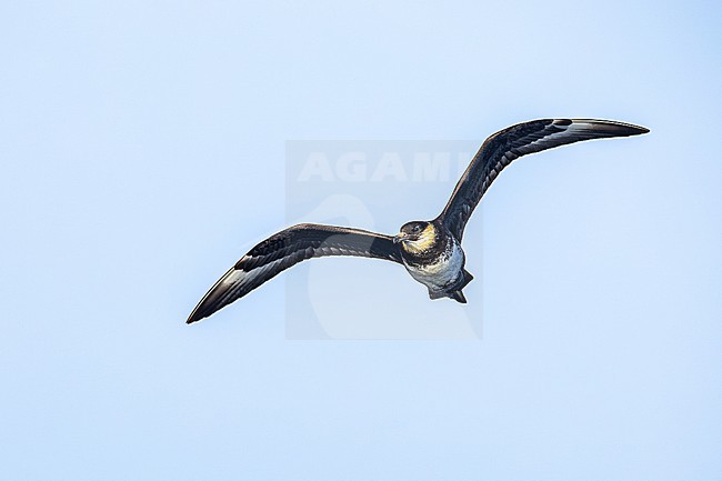  stock-image by Agami/Menno van Duijn,