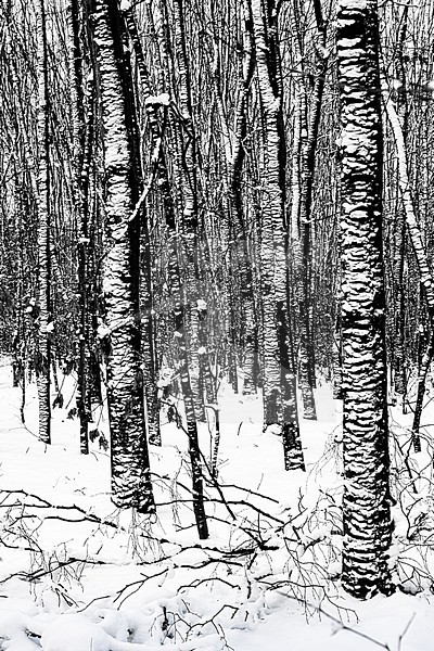 Aekingerzand, Drents-Friese Wold National Park stock-image by Agami/Wil Leurs,