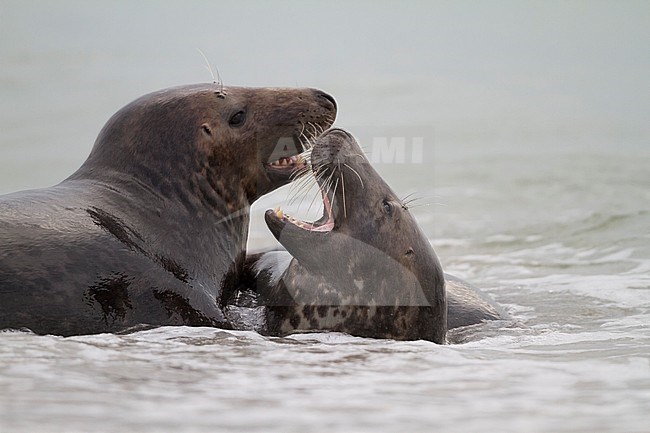 Grey Seal (Halichoerus grypus) in the surf on a German beach in the North Sea stock-image by Agami/Ralph Martin,