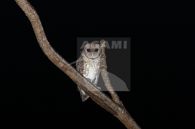 Lesser Masked-owl (Tyto sororcula) Tanimbar, Indonesia stock-image by Agami/James Eaton,
