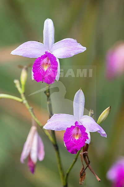 Arundina graminifolia, an Asian flower now present in the Pacific and the Americas, at Reserva Natural La Isla Escondida, Orito, Putumayo, Colombia. stock-image by Agami/Tom Friedel,