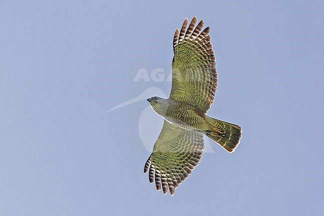Ridgway's Hawk (Buteo ridgwayi)  in the Dominican Republic. stock-image by Agami/Pete Morris,
