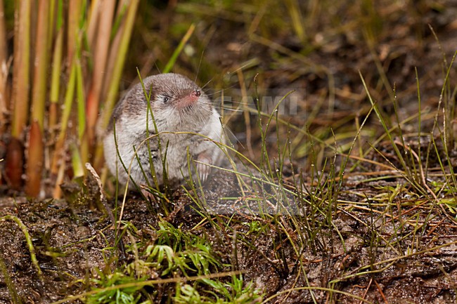 Bosspitsmuis, Common Shrew stock-image by Agami/Theo Douma,