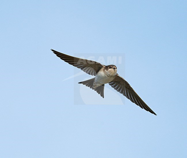 First-year Common House Martin (Delichon urbicum) flying, migrating in blue sky showing underside stock-image by Agami/Ran Schols,