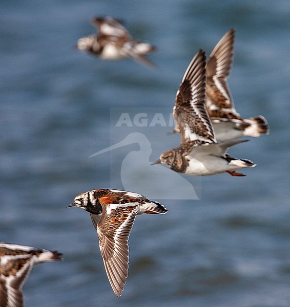 Summer plumaged Ruddy Turnstone (Arenaria interpres) in a flock of flying birds along the coast in the Netherlands. stock-image by Agami/Marc Guyt,