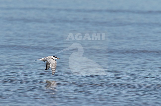 First-winter Common Tern (Sterna hirundo) in flight over the Mediterranean sea at Ebro delta, Spain. stock-image by Agami/Marc Guyt,
