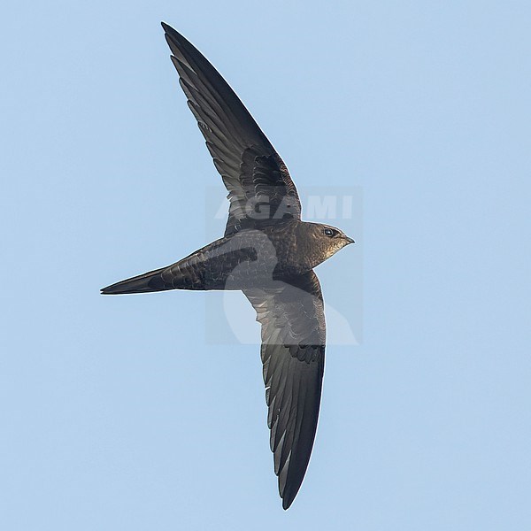 Common Swift (Apus apus) in flight, seen from below. stock-image by Agami/Lennart Verheuvel,