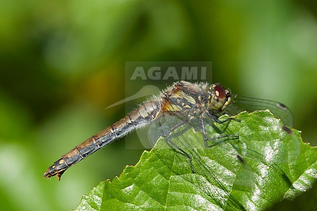 Vrouwtje Zwarte heidelibel, Female Sympetrum danae stock-image by Agami/Wil Leurs,