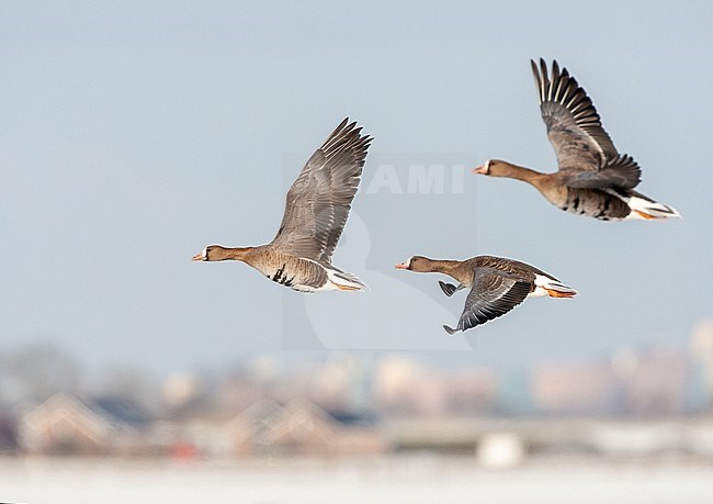 Wintering Greater White-fronted Geese (Anser albifrons albifrons) in the Netherlands. Three birds in flight over snow covered Dutch rural landscape. stock-image by Agami/Marc Guyt,