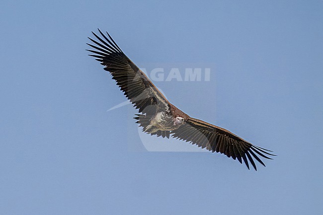 Hooded Vulture, Necrosyrtes monachus. Flying stock-image by Agami/Hans Germeraad,