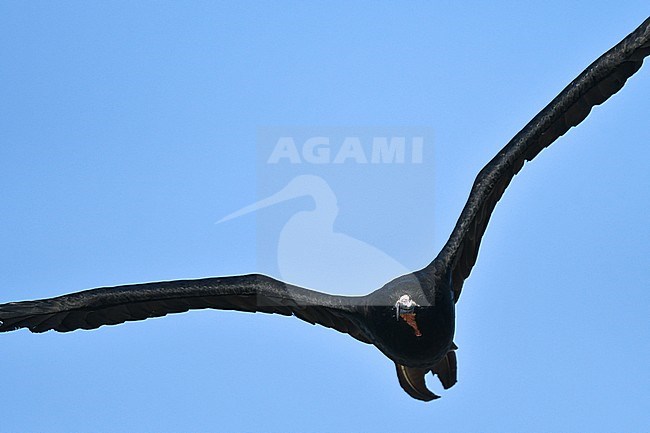 Male Magnificent Frigatebird (Fregata magnificens) in flight on the Galapagos islands. stock-image by Agami/Laurens Steijn,