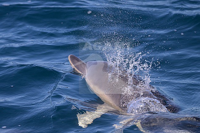 Common dolphin (Delphinus delphis) appearing on the surface and expiring, with the sea as background. stock-image by Agami/Sylvain Reyt,