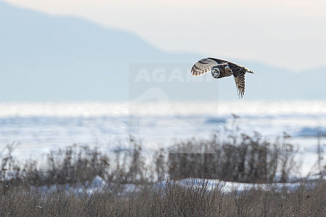 A Short-eared Owl (Asio flammeus) is hunting over a snow covered field casting a nice light reflection back to its disc shaped face. stock-image by Agami/Jacob Garvelink,
