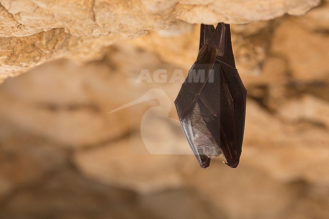 Greater Horseshoe Bat in hibernation stock-image by Agami/Theo Douma,