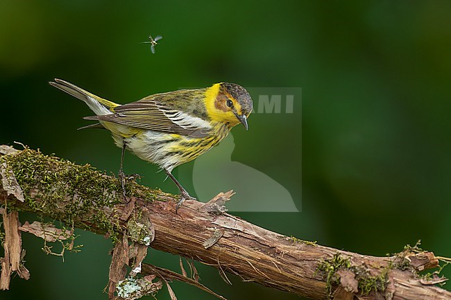 Adult male
Galveston Co., TX
April 2022 stock-image by Agami/Brian E Small,