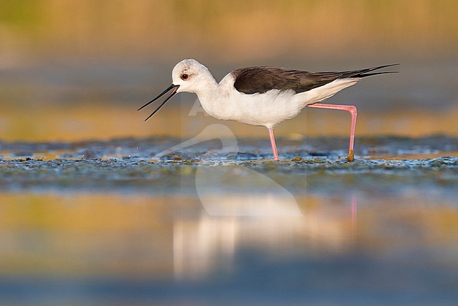 Black-winged Stilt (Himantopus himantopus), side view of an adult female standing in the water, Campania, Italy stock-image by Agami/Saverio Gatto,