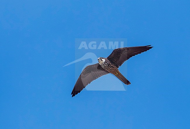 Light morph female Eleonora's Falcon flying over SalÃ© cliffs near Raba, Morocco. stock-image by Agami/Vincent Legrand,
