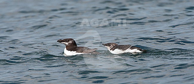 Razorbill (Alca torda) swimming at sea off Cornwall, England. Adult together with juvenile heading for open water. stock-image by Agami/Marc Guyt,