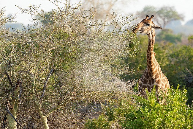 Southern giraffe (Giraffa giraffa) foraging on tree leaves at Kruger  National Park in summer stock-image by Agami/Caroline Piek,