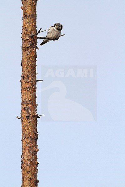 Sperweruil zittend op tak; Northern Hawk Owl perched on branch stock-image by Agami/Chris van Rijswijk,