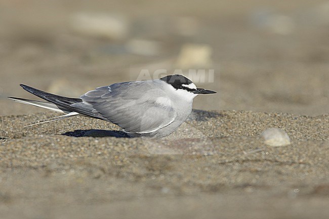 Adult breeding
Seward Peninsula, AK
June 2018 stock-image by Agami/Brian E Small,