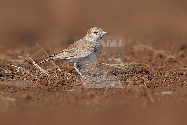 First-winter male Cape Verde Black-crowned Sparrow-Lark (Eremopterix nigriceps nigriceps) sitting on the ground in Moia Moia, Santiago, Cape Verde. stock-image by Agami/Vincent Legrand,