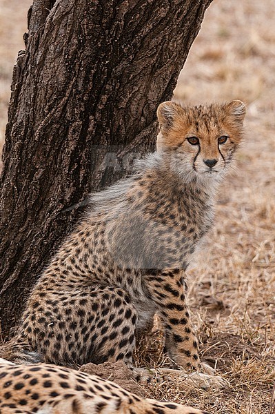 Portrait of a cheetah cub, Acinonyx jubatus, sitting against a tree trunk. Its mother rests nearby. Masai Mara National Reserve, Kenya. stock-image by Agami/Sergio Pitamitz,