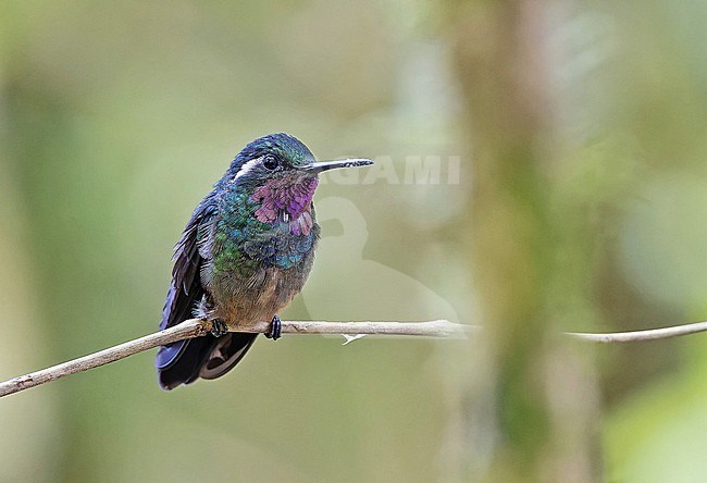 Male Purple-throated Mountaingem (Lampornis calolaemus) in Panama. stock-image by Agami/Pete Morris,